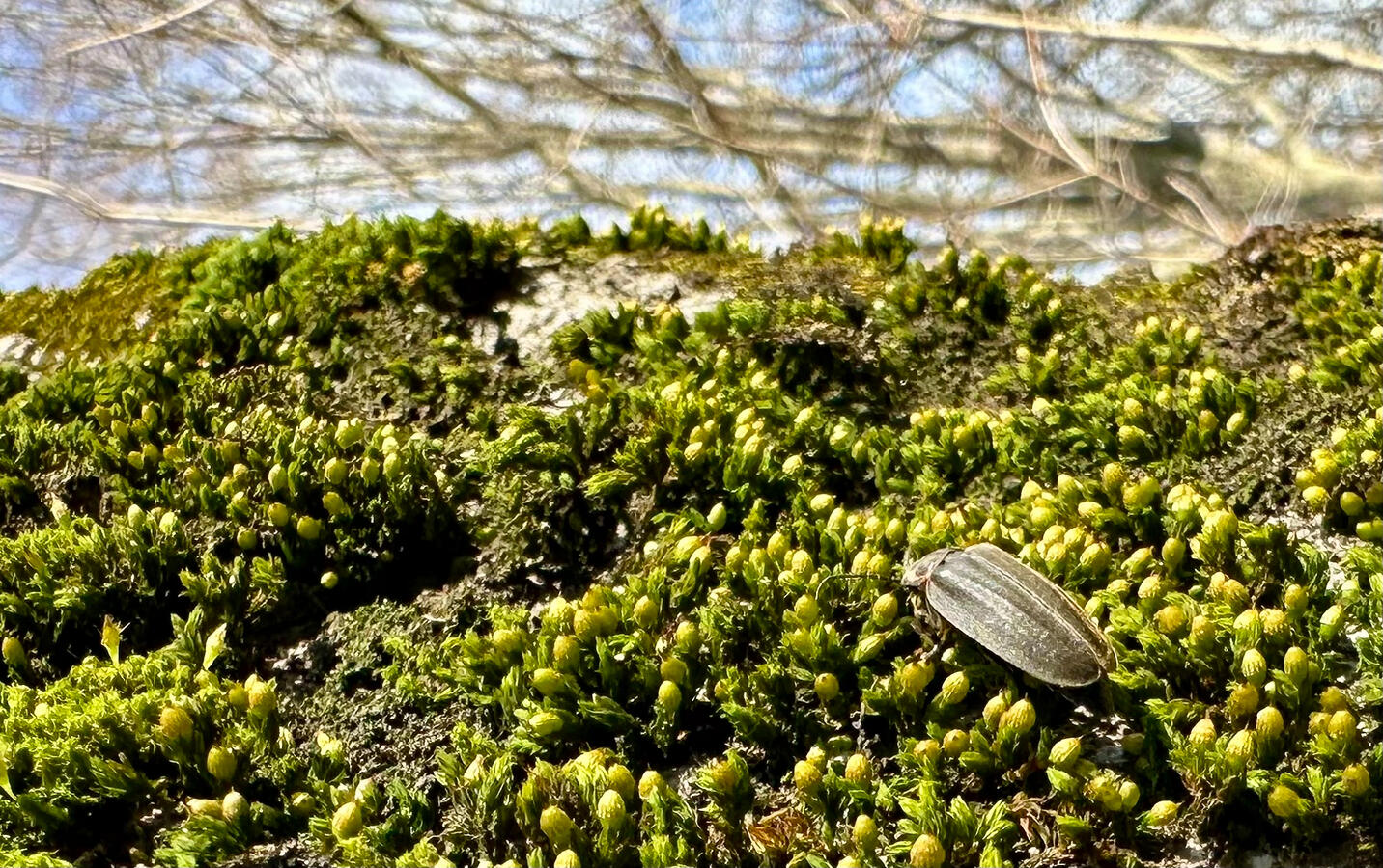 Friend on a Furry Trunk