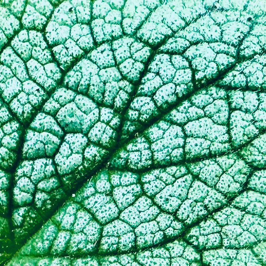 A Leaf&#39;s Roadmap